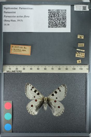 Media type: image;   Entomology 174551